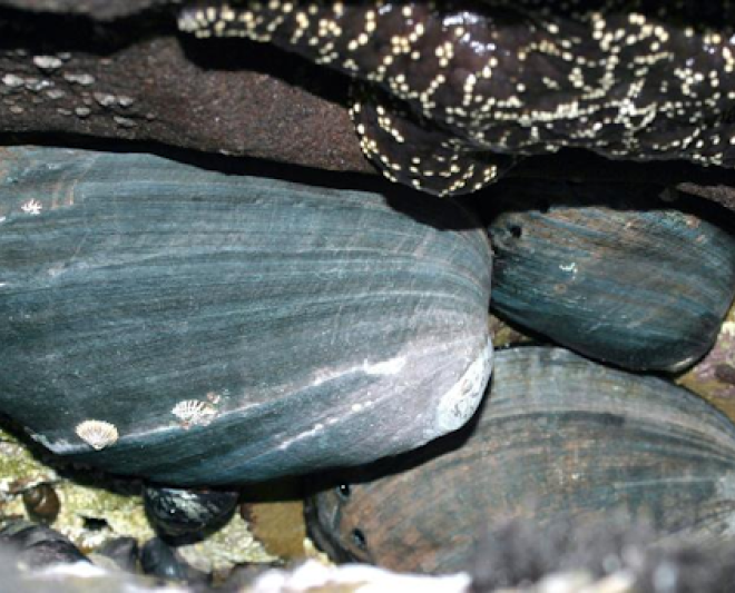 Black abalone are an endangered marine snail that face climate change threats such as increased water temperatures, sedimentation, and ocean acidification. Credit: NOAA Fisheries.