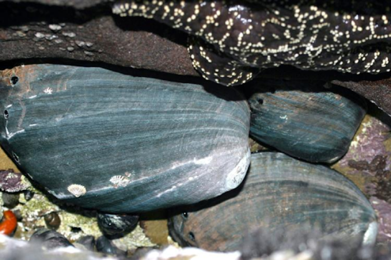 Black abalone are an endangered marine snail that face climate change threats such as increased water temperatures, sedimentation, and ocean acidification. Credit: NOAA Fisheries.