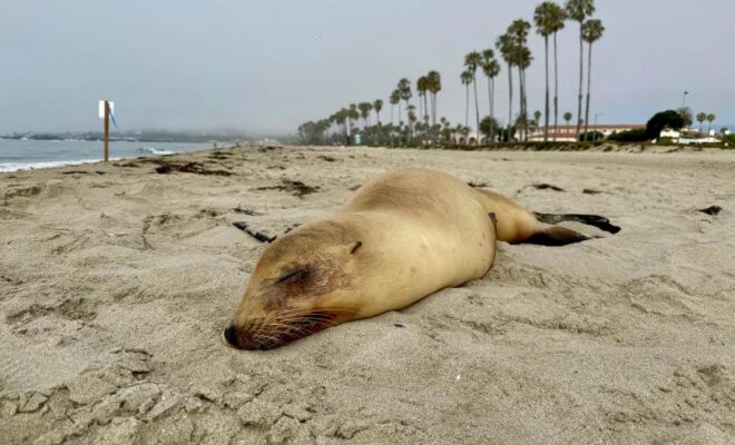California sea lion stricken by the neurotoxin domoic acid from a harmful algal bloom in Santa Barbara County, California. Photo: Channel Islands Marine & Wildlife Institute
