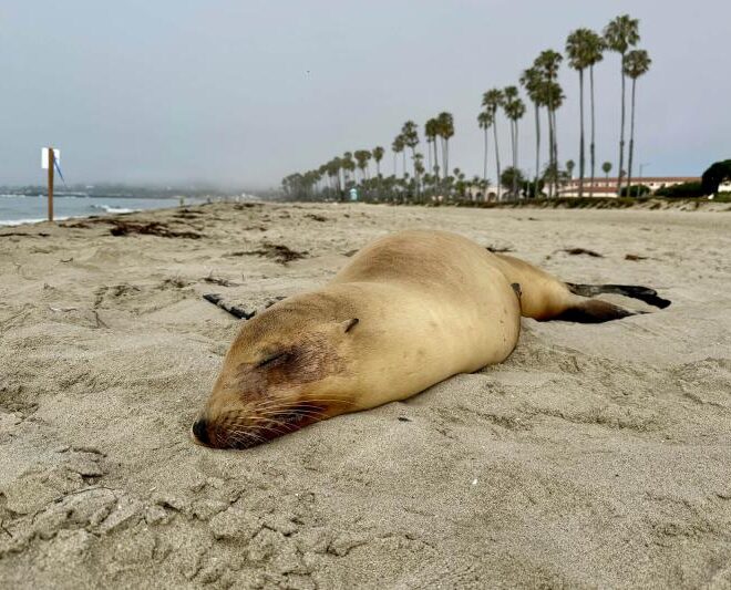 California sea lion stricken by the neurotoxin domoic acid from a harmful algal bloom in Santa Barbara County, California. Photo: Channel Islands Marine & Wildlife Institute