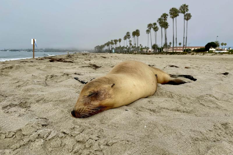 California sea lion stricken by the neurotoxin domoic acid from a harmful algal bloom in Santa Barbara County, California. Photo: Channel Islands Marine & Wildlife Institute