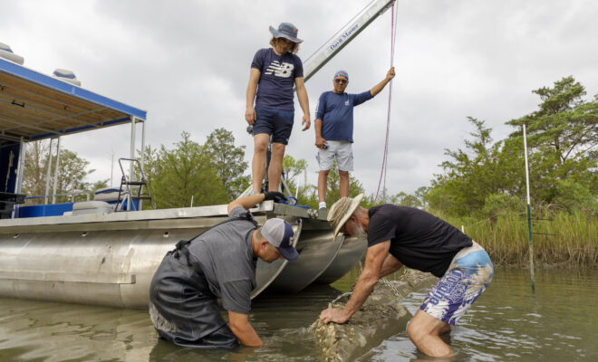 August 15, 2023: Workers from marine companies that focus on coastal resilience are installing oyster habitat, called oyster castles, made of oyster shells and concete in a channel of Whittaker Creek in Gloucester, Virginia, to support healthy oysters. (Image credit: Virginia Sea Grant