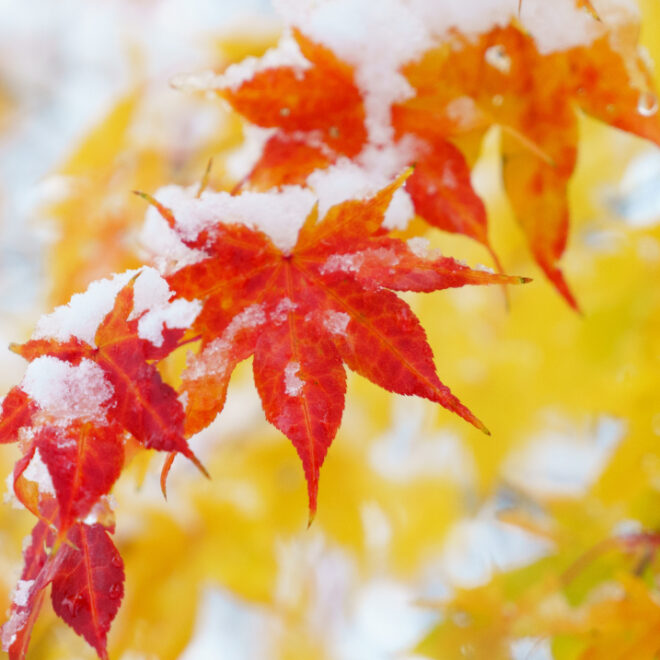 Red and yellow maple leaves with a light covering of snow.