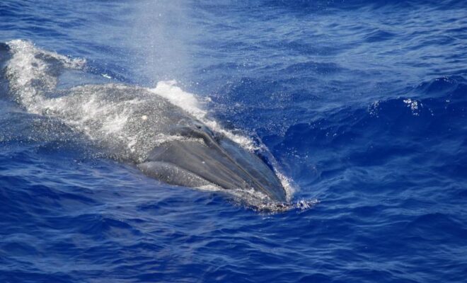 A Bryde’s whale photographed in the Mariana Archipelago. Credit: NOAA Fisheries/Adam Ü (NOAA Fisheries MMPA-ESA Permit #14097)