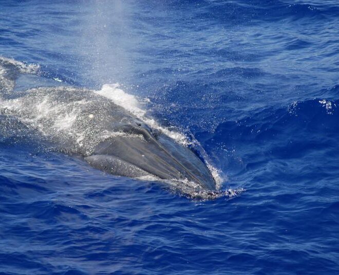 A Bryde’s whale photographed in the Mariana Archipelago. Credit: NOAA Fisheries/Adam Ü (NOAA Fisheries MMPA-ESA Permit #14097)