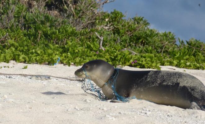 A Hawaiian monk seal entangled in a derelict fishing net. Credit: NOAA Fisheries (Permit #10137)