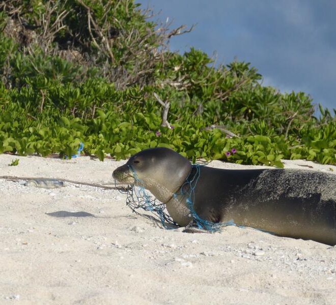 A Hawaiian monk seal entangled in a derelict fishing net. Credit: NOAA Fisheries (Permit #10137)