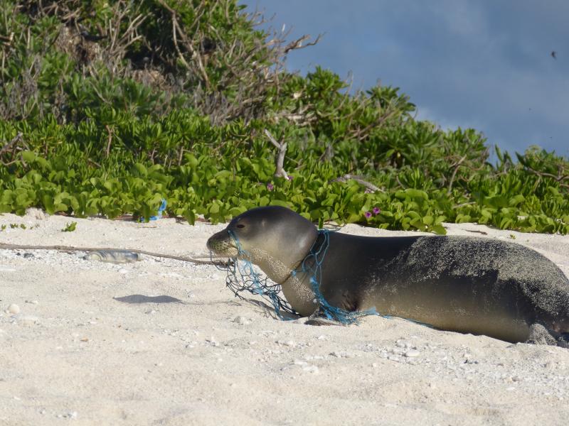 A Hawaiian monk seal entangled in a derelict fishing net. Credit: NOAA Fisheries (Permit #10137)