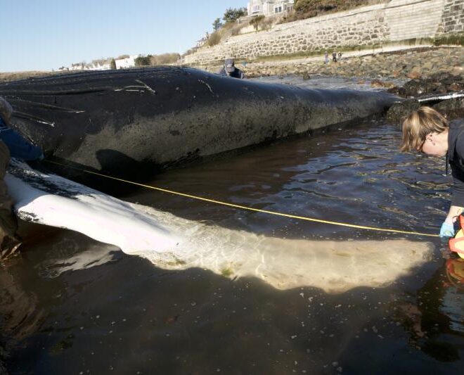 Authorized responders from the Seacoast Science Center take measurements of a dead humpback whale that stranded in Marblehead, Massachusetts. Credit: Seacoast Science Center.