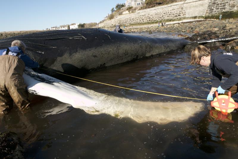 Authorized responders from the Seacoast Science Center take measurements of a dead humpback whale that stranded in Marblehead, Massachusetts. Credit: Seacoast Science Center.