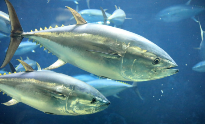 Pacific bluefin tuna swim underwater. Credit: Adobe Stock