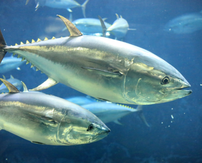 Pacific bluefin tuna swim underwater. Credit: Adobe Stock