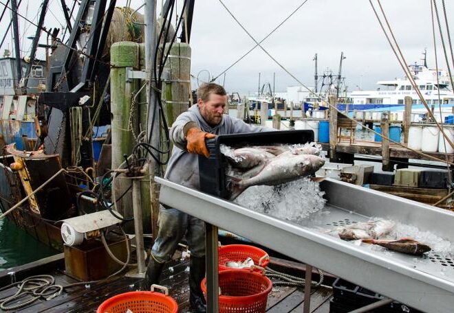 A fisherman unloading their catch at dock. Credit: NOAA Fisheries
