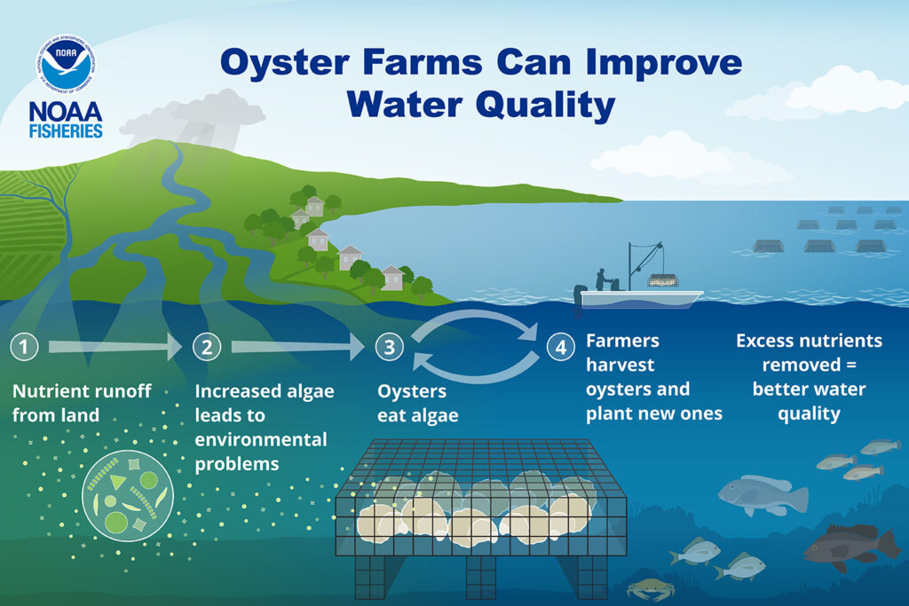 Image Credits: Fisheries.noaa.gov.