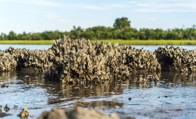 An oyster reef with lush greenery in the background. Credit: Adobe Stock