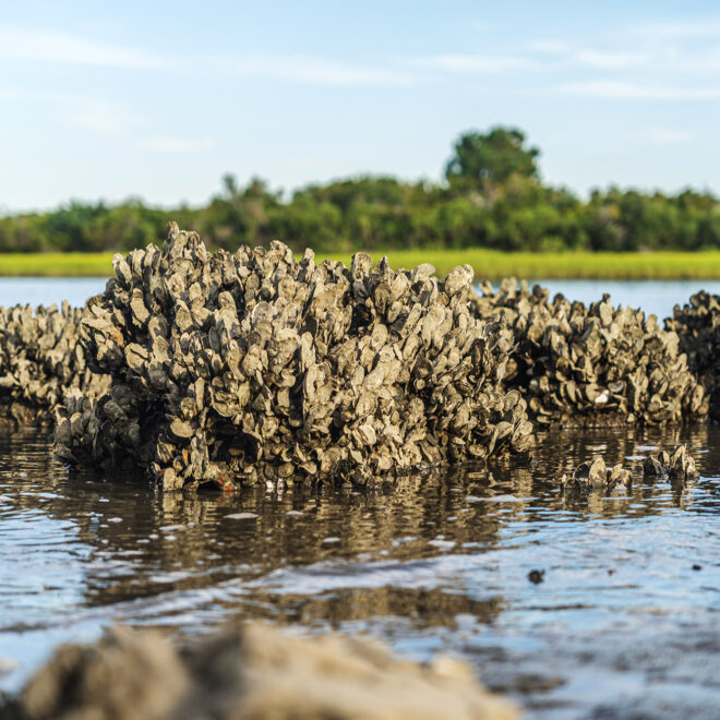 An oyster reef with lush greenery in the background. Credit: Adobe Stock
