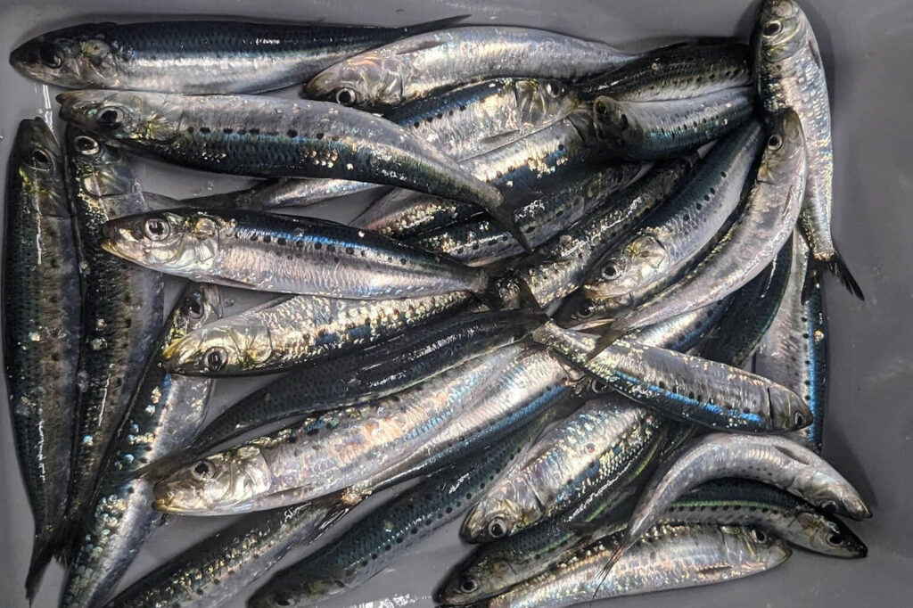 Sardine collected on the 2023 Coastal Pelagic Species Survey. Pacific and Japanese sardine look so similar that they can only be distinguished by genetics. Genomic analysis later revealed that the catch contained both species. Photo Credit: NOAA Fisheries/Kelsey James