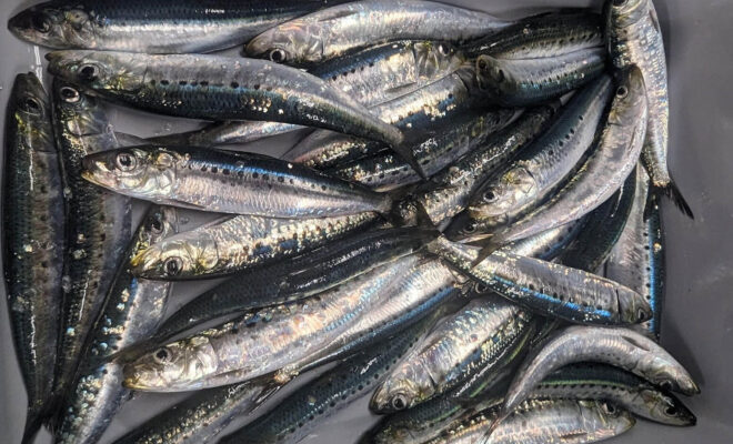 Sardine collected on the 2023 Coastal Pelagic Species Survey. Pacific and Japanese sardine look so similar that they can only be distinguished by genetics. Genomic analysis later revealed that the catch contained both species. Photo Credit: NOAA Fisheries/Kelsey James