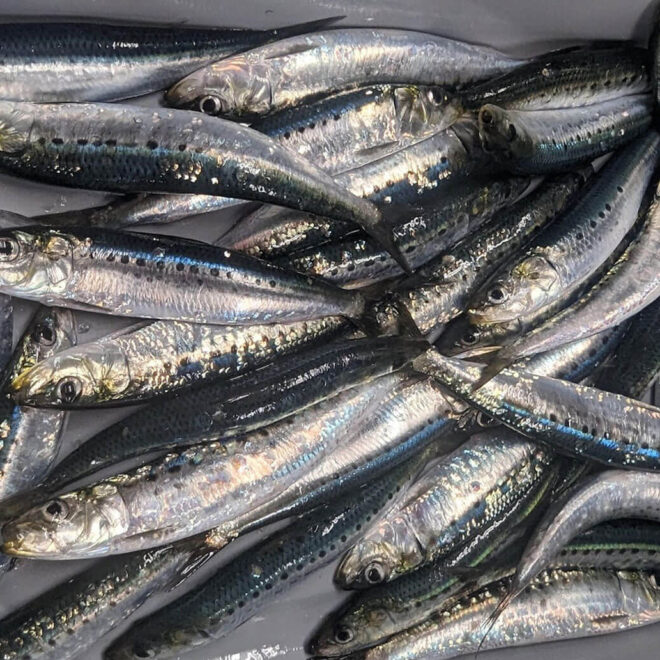 Sardine collected on the 2023 Coastal Pelagic Species Survey. Pacific and Japanese sardine look so similar that they can only be distinguished by genetics. Genomic analysis later revealed that the catch contained both species. Photo Credit: NOAA Fisheries/Kelsey James
