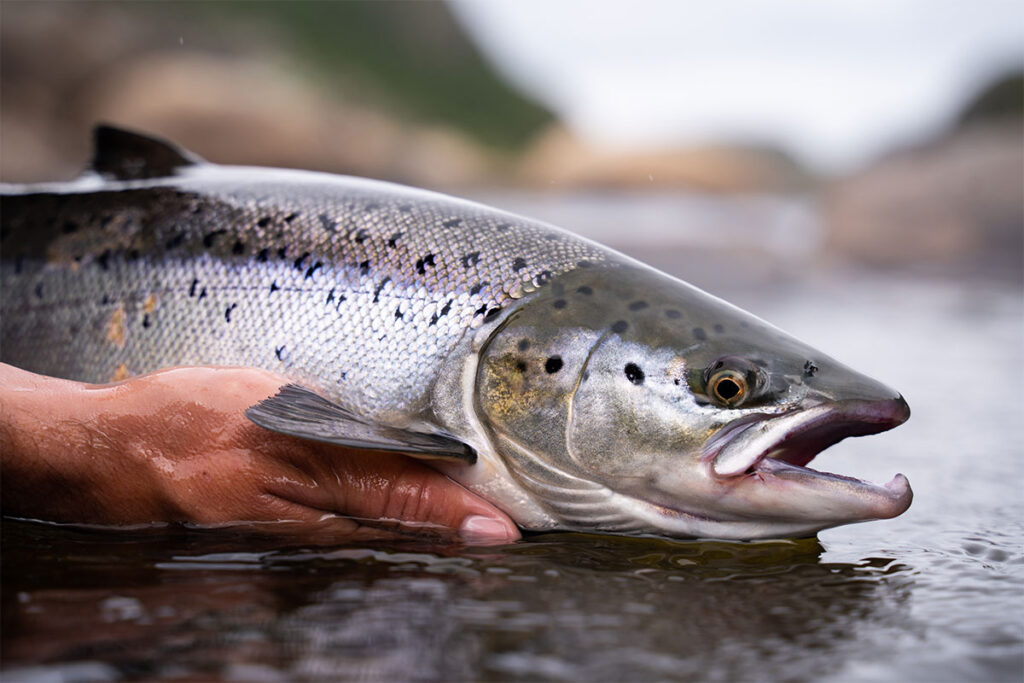 Alaskan Salmon catch and release