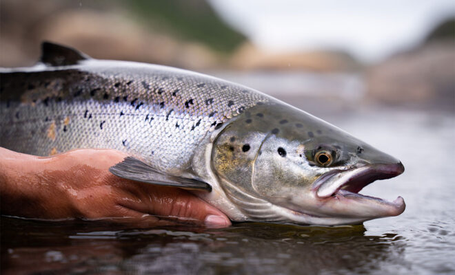 Alaskan Salmon catch and release