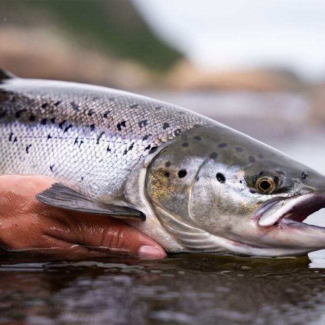 Alaskan Salmon catch and release