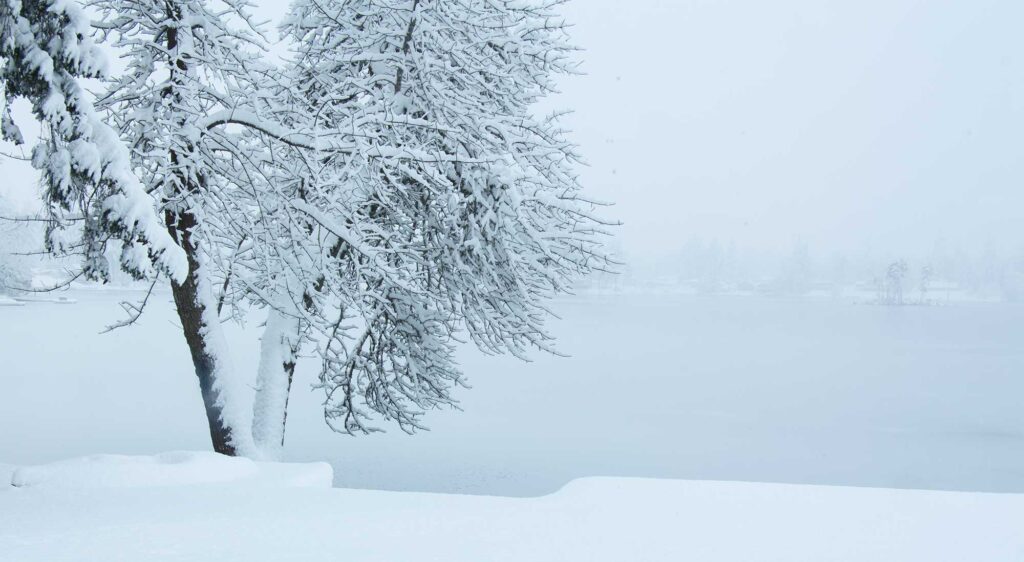 Snow covered tree after a winter squall along the water.