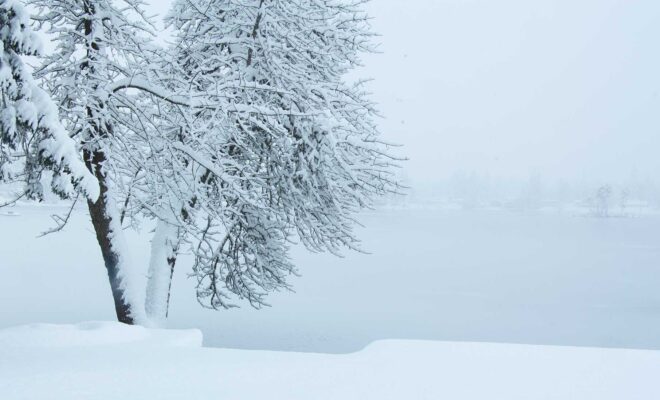 Snow covered tree after a winter squall along the water.