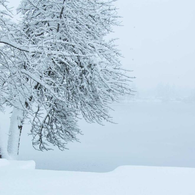 Snow covered tree after a winter squall along the water.