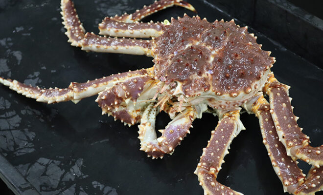 Image Credits: Red king crab on the deck of a research vessel. Credit: NOAA Fisheries / Erin Fedewa