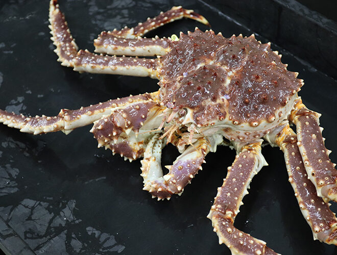 Image Credits: Red king crab on the deck of a research vessel. Credit: NOAA Fisheries / Erin Fedewa