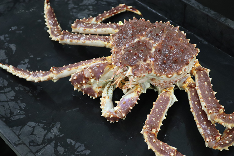 Image Credits: Red king crab on the deck of a research vessel. Credit: NOAA Fisheries / Erin Fedewa