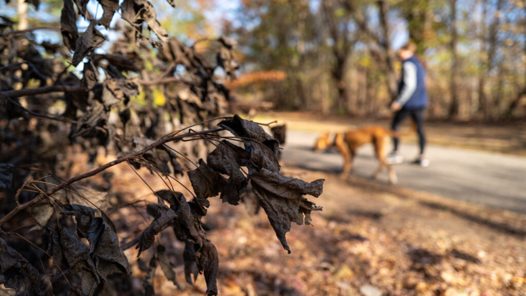 Image Credits: November 15, 2024: Shriveled leaves and bushes cover the ground at Brooklyn's Prospect Park as New York City and much of the Northeast saw a warm and dry November 2024, wrapping up the warmest fall in the U.S. on record. (Image credit: Getty Images)
