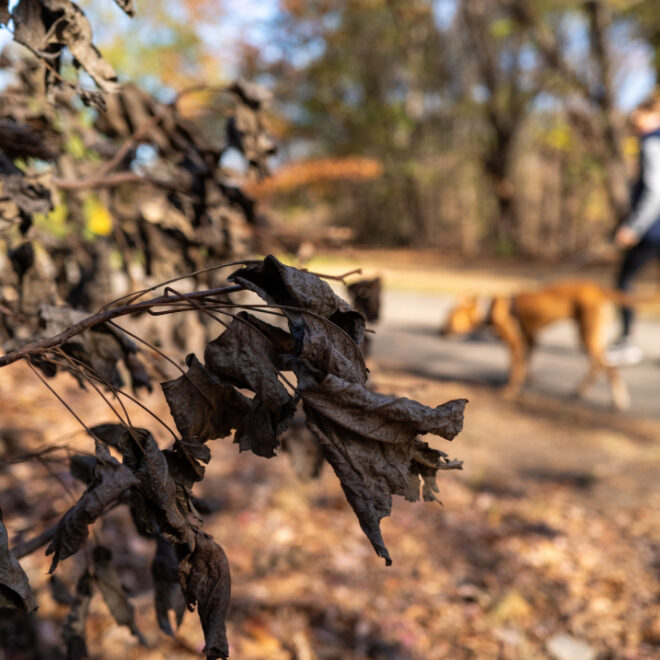 Image Credits: November 15, 2024: Shriveled leaves and bushes cover the ground at Brooklyn's Prospect Park as New York City and much of the Northeast saw a warm and dry November 2024, wrapping up the warmest fall in the U.S. on record. (Image credit: Getty Images)