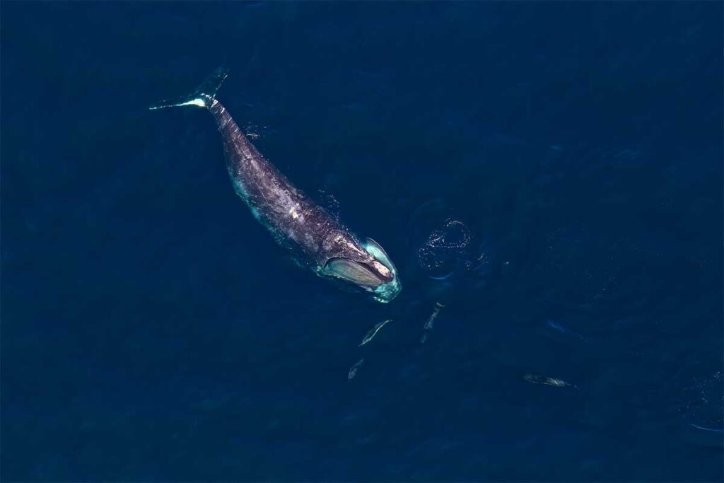 North Atlantic Right Whale off the coast of Massachusetts