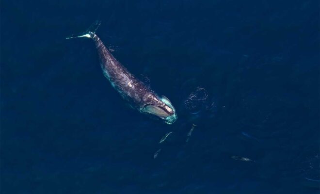 North Atlantic Right Whale off the coast of Massachusetts