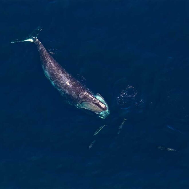 North Atlantic Right Whale off the coast of Massachusetts
