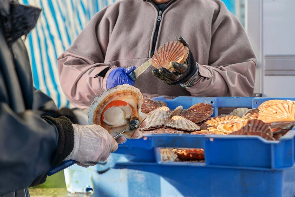 Cleaning scallops at a commercial fishing dock