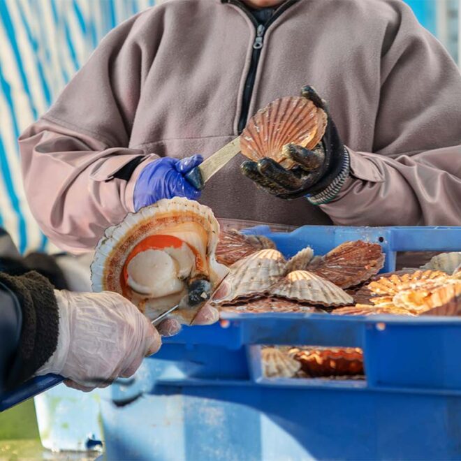 Cleaning scallops at a commercial fishing dock