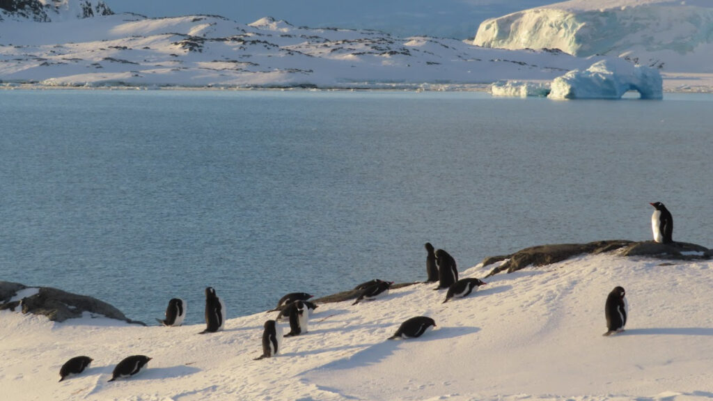 Image Credits: SEPTEMBER 29, 2024. Gentoo penguins and seals make their return to Palmer Station in Antarctica. Antarctic sea ice coverage in 2024 was the second lowest on record. (Image credit: Evan Quinter/ U.S. National Science Foundation/Creative Commons CC BY-NC-ND 4.0)