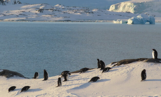 Image Credits: SEPTEMBER 29, 2024. Gentoo penguins and seals make their return to Palmer Station in Antarctica. Antarctic sea ice coverage in 2024 was the second lowest on record. (Image credit: Evan Quinter/ U.S. National Science Foundation/Creative Commons CC BY-NC-ND 4.0)