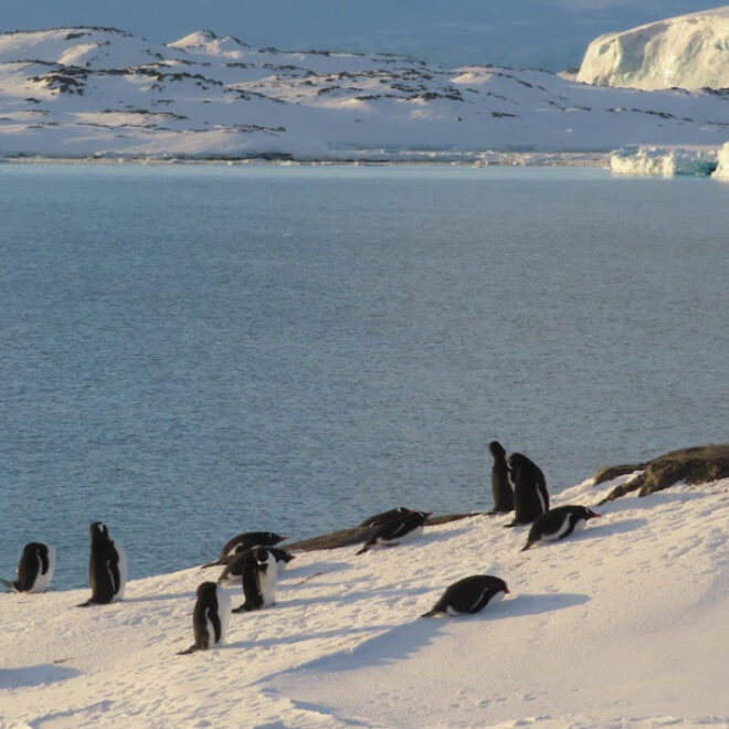 Image Credits: SEPTEMBER 29, 2024. Gentoo penguins and seals make their return to Palmer Station in Antarctica. Antarctic sea ice coverage in 2024 was the second lowest on record. (Image credit: Evan Quinter/ U.S. National Science Foundation/Creative Commons CC BY-NC-ND 4.0)