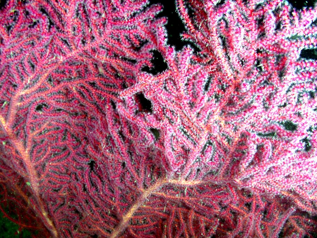 Image Credits: A gorgonian coral (Muricea pendula). (Image credit: UNC National Undersea Research Center)