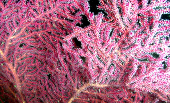 Image Credits: A gorgonian coral (Muricea pendula). (Image credit: UNC National Undersea Research Center)