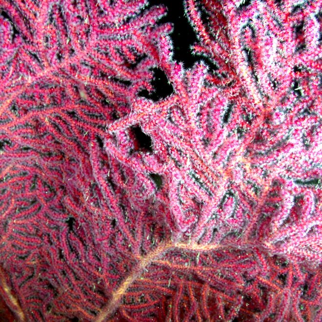 Image Credits: A gorgonian coral (Muricea pendula). (Image credit: UNC National Undersea Research Center)
