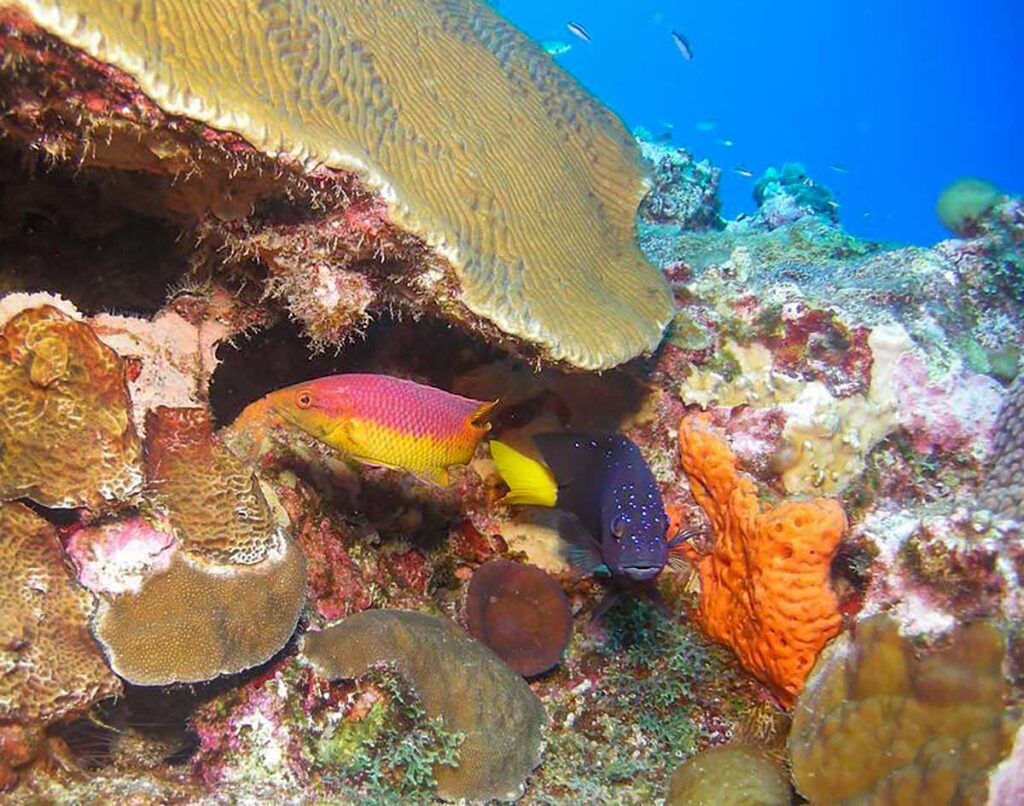 Fish swimming around a colorful coral reef