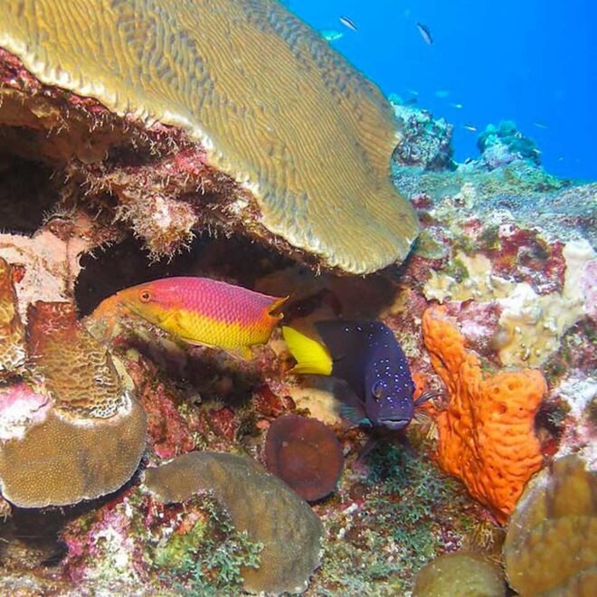 Fish swimming around a colorful coral reef