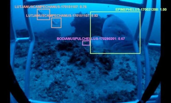 NOAA Fisheries automated image analysis software shows colored boxes around detected fish