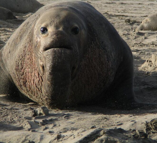 Image Credits: A male northern elephant seal. Credit: NOAA Fisheries/Mark Lowry.