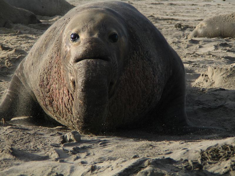 Image Credits: A male northern elephant seal. Credit: NOAA Fisheries/Mark Lowry.